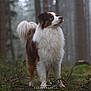 Vicky a rejoint le concours — aidez-le/la à gagner de superbes lots ! dog, forest, outdoor, fluffy, standing, nature, mist, animal, canine, brown, white, fur, tail, tree, grass, wild, pet, alert, mood, environment