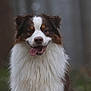 dog, australian_shepherd, tongue_out, fluffy_fur, brown_and_white, outdoor, forest, portrait, happy, pet, canine, animal, wet_fur, nature, cute, smiling, furry, closeup, friendly, muzzle