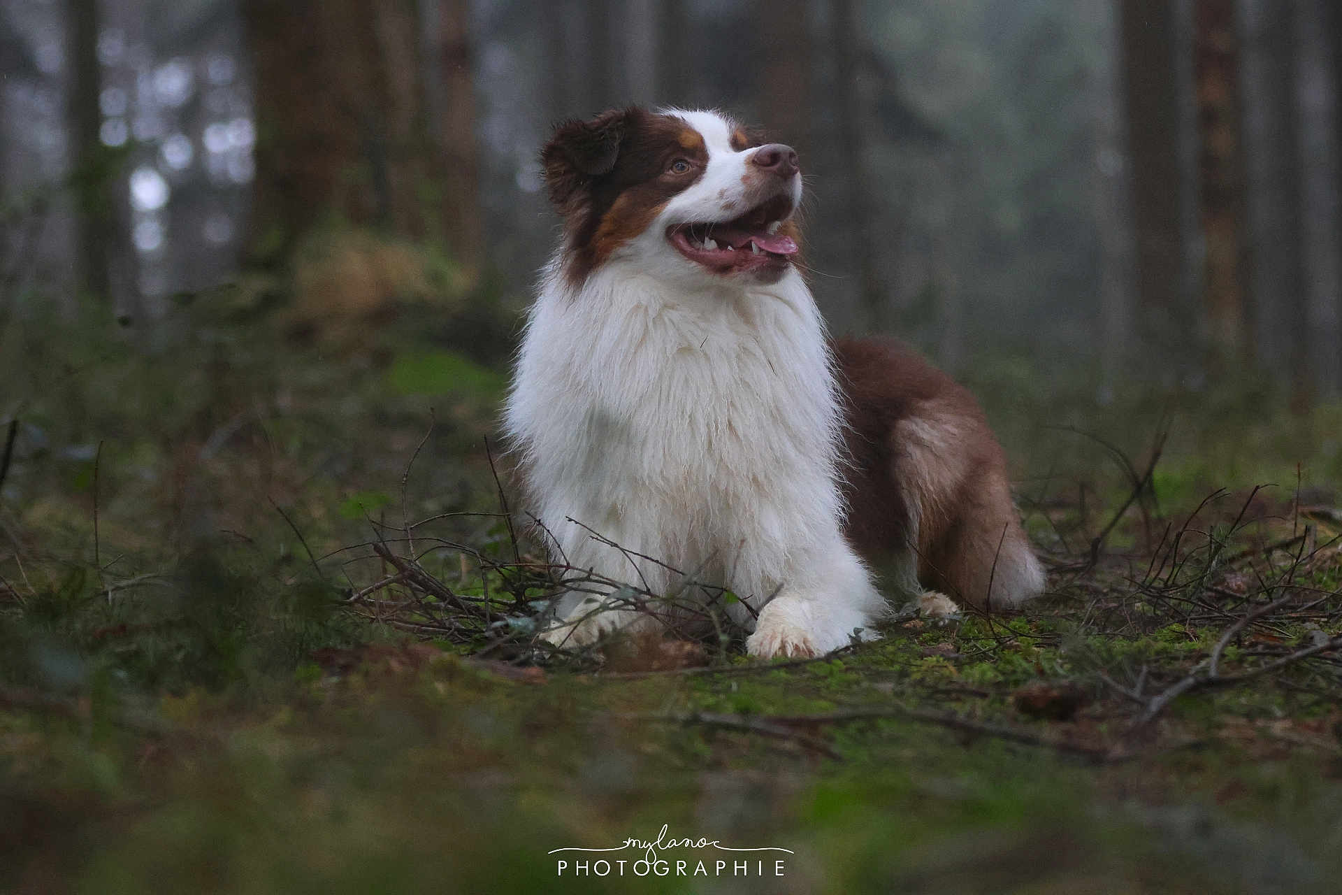 Vicky a rejoint le concours — aidez-le/la à gagner de superbes lots ! dog, animal, forest, outdoor, nature, brown, white, fluffy, panting, happy, canine, grass, twigs, moss, mist, background_blur, portrait, laying_down, fur, daylight