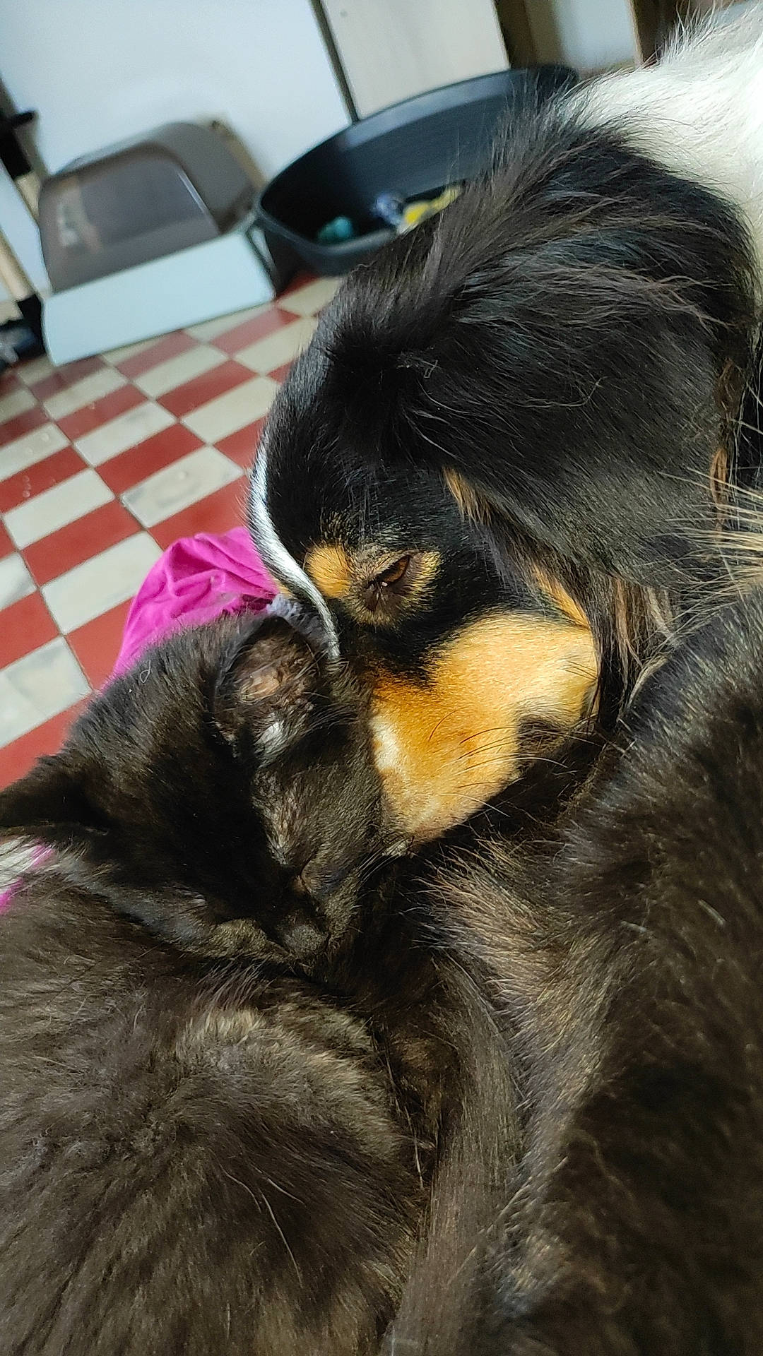 Strike a rejoint le concours — aidez-le/la à gagner de superbes lots ! bored, canidae, carnivore, chair, comfort, companion_dog, dog, dog_breed, fur, liver, natural_material, snout, sporting_group, terrestrial_animal, working_animal, working_dog