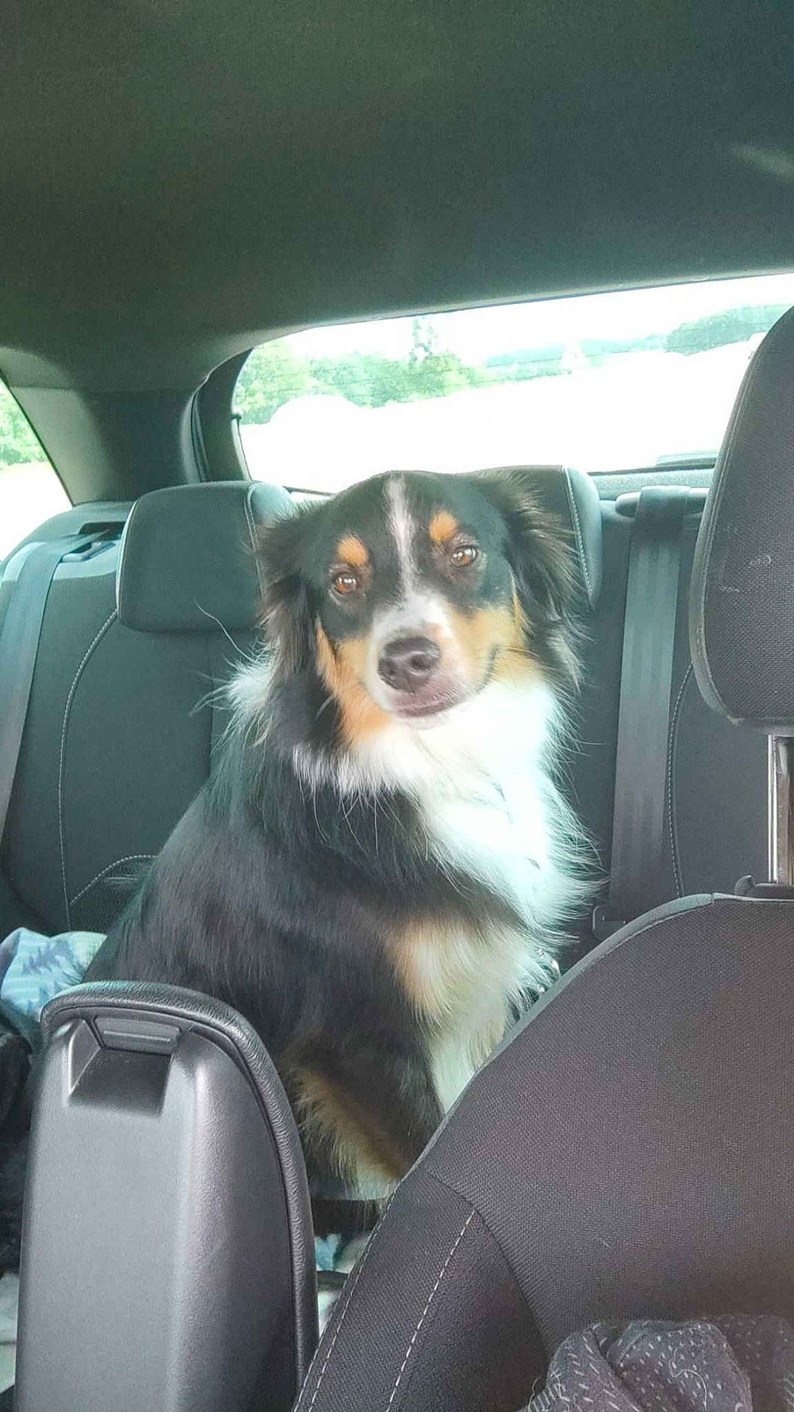 Strike participe au concours pour gagner de l'argent avec cette photo : auto_part, automotive_design, automotive_exterior, automotive_lighting, bumper, car, car_seat_cover, carnivore, companion_dog, dog, dog_breed, glass, head_restraint, motor_vehicle, personal_luxury_car, snout, tints_and_shades, vehicle, vehicle_door, windshield