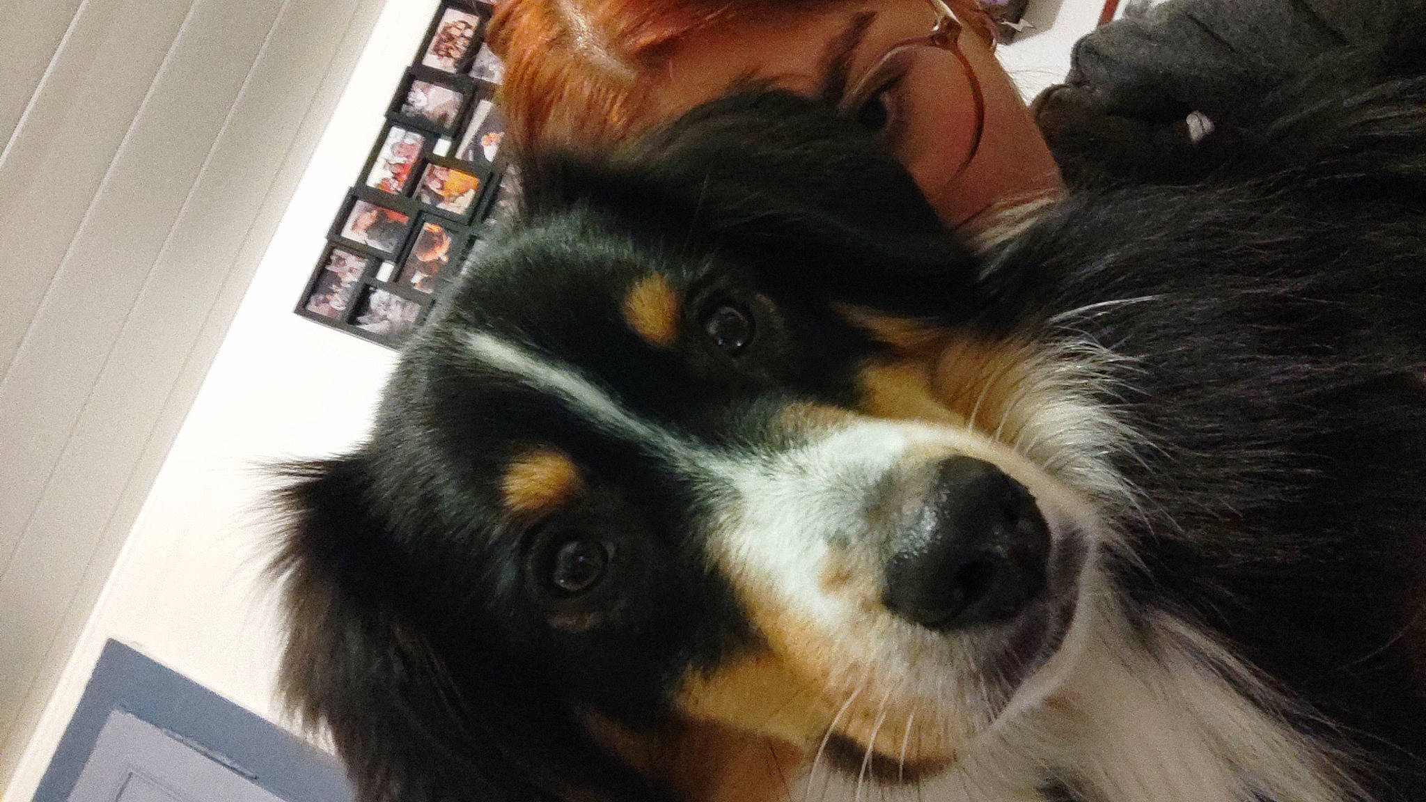 Strike participe au concours pour gagner de l'argent avec cette photo : bernese_mountain_dog, bored, canidae, carnivore, companion_dog, dog, dog_breed, ear, fur, herding_dog, snout, sporting_group, terrestrial_animal, toy_dog, whiskers, working_animal, working_dog