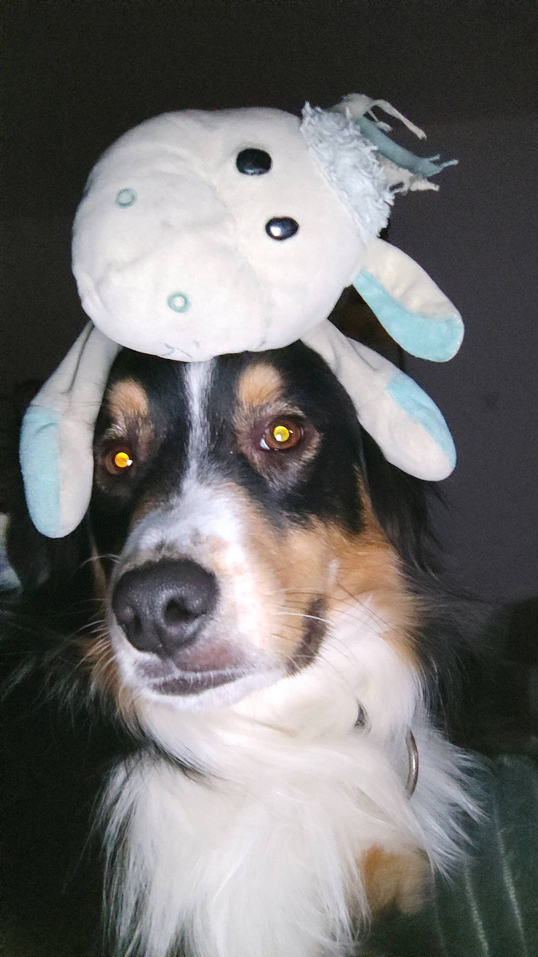 Strike a rejoint le concours — aidez-le/la à gagner de superbes lots ! ball, canidae, carnivore, companion_dog, costume, dog, dog_breed, fashion_accessory, fur, hat, helmet, personal_protective_equipment, snout, sporting_group, sports_equipment, whiskers, working_animal, working_dog