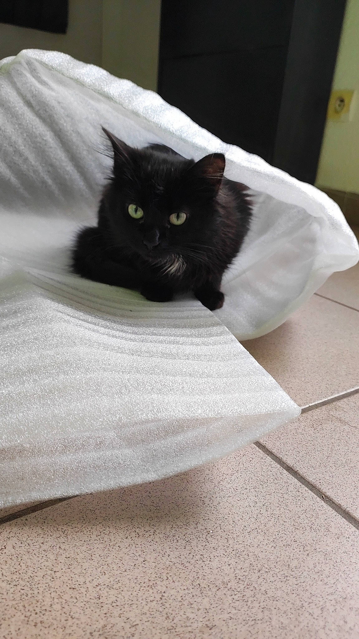 Raven a rejoint le concours — aidez-le/la à gagner de superbes lots ! bedding, black_cat, carnivore, cat, cat_supply, comfort, domestic_short_haired_cat, felidae, flooring, fur, grey, hardwood, linens, rectangle, small_to_medium_sized_cats, snout, tail, terrestrial_animal, whiskers, wood