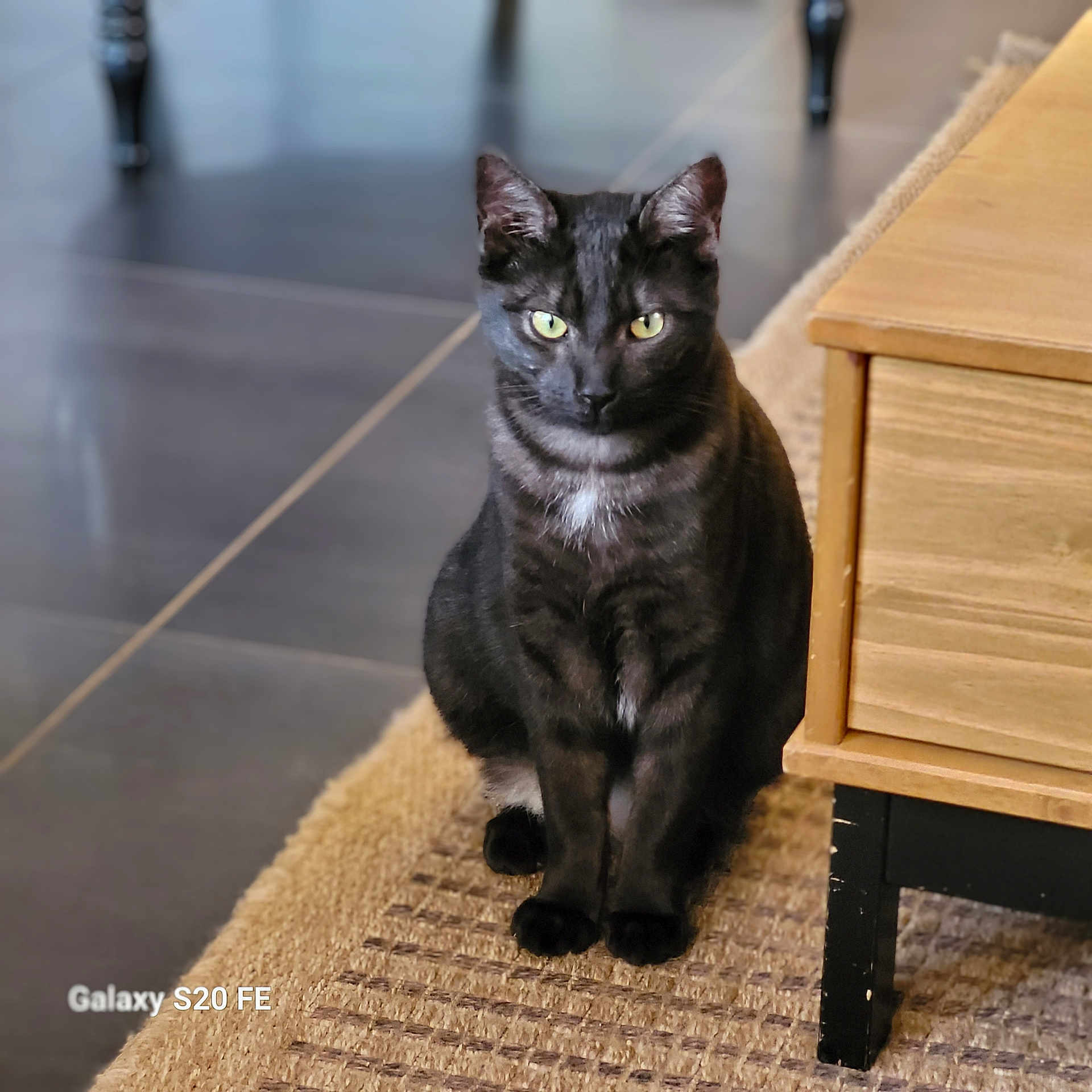 Sushi a rejoint le concours — aidez-le/la à gagner de superbes lots ! abyssinian, accessories, animal, blackcat, box, cabinet, cat, drawer, furniture, hardwood, indoors, interiordesign, kitten, manx, pet, plywood, shelf, strap, wood