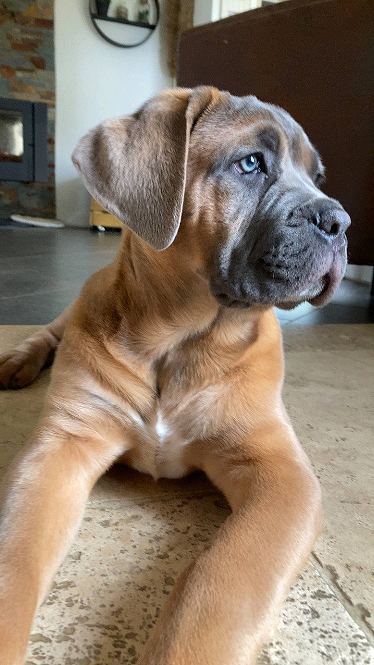 Cléo participe au concours pour gagner de l'argent avec cette photo : ancient_dog_breeds, balance, carnivore, collar, companion_dog, dog, dog_breed, dog_collar, door, fawn, hunting_dog, liver, non_sporting_group, snout, sporting_group, terrestrial_animal, whiskers, working_animal, working_dog, wrinkle