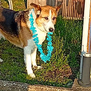 Pacco participe au concours pour gagner de l'argent avec cette photo : dog, canine, pet, portrait, outdoors, backyard, grass, sunlight, lei, flowers, blue_accessory, fence, bicycle, wheel, wood, garden, standing, brown_and_white, floppy_ears, animal