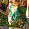 dog, canine, pet, portrait, outdoors, backyard, grass, sunlight, lei, flowers, blue_accessory, fence, bicycle, wheel, wood, garden, standing, brown_and_white, floppy_ears, animal