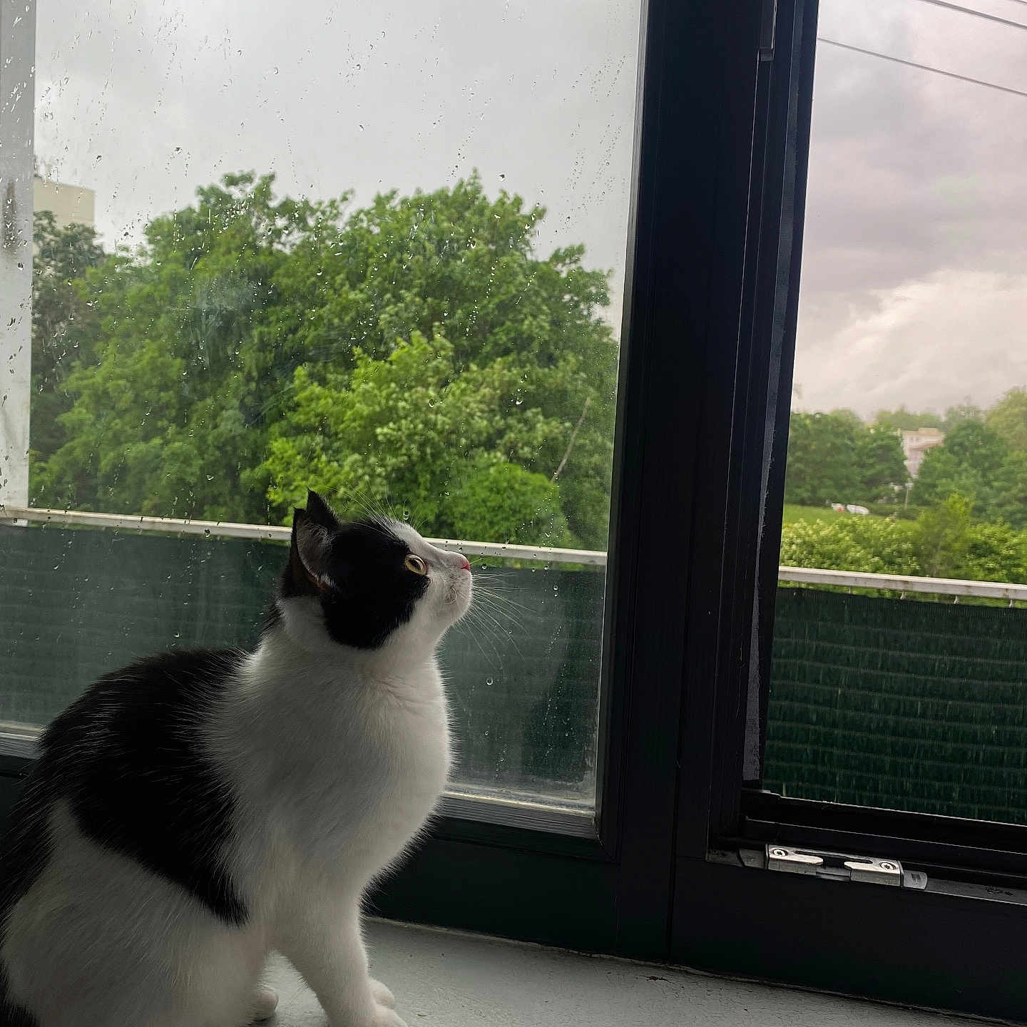 Mimi participe au concours pour gagner de l'argent avec cette photo : animal, architecture, building, cat, grass, herbal, herbs, kitten, manx, nature, outdoors, pet, plant, pottedplant, shelter, sky, tree, vegetation, window, windowsill