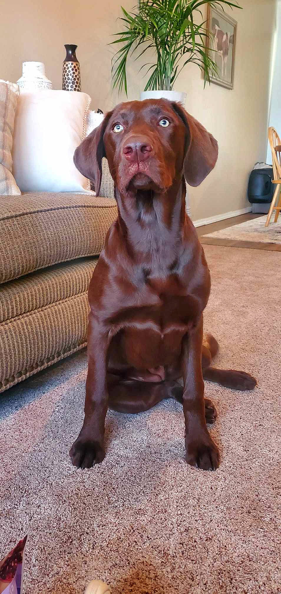 Bonnie is registered to the contest to win money with this photo: art, carnivore, chair, comfort, companion_dog, couch, dog, dog_breed, dog_collar, fawn, flooring, fur, gun_dog, hardwood, liver, sporting_group, varnish, whiskers, wood, working_animal