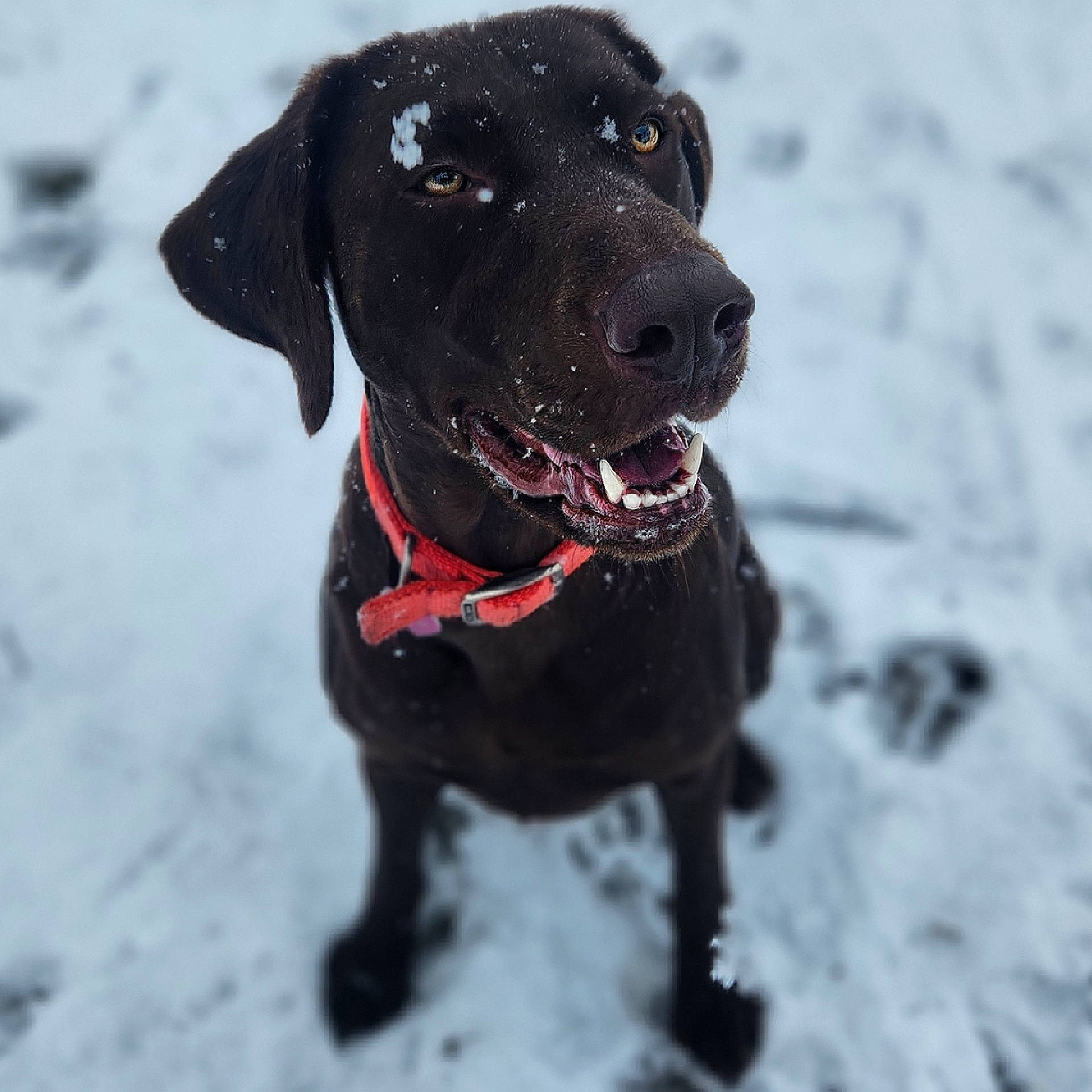 Bonnie is registered to the contest to win money with this photo: borador, canidae, carnivore, collar, companion_dog, dog, dog_breed, dog_collar, dog_supply, fawn, freezing, fur, leash, liver, pet_supply, snout, snow, whiskers, winter, working_animal