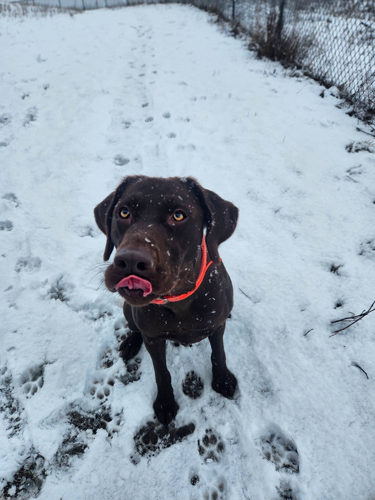 Bonnie is registered to the contest to win money with this photo: borador, canidae, carnivore, collar, companion_dog, dog, dog_breed, dog_collar, fawn, freezing, fur, leash, retriever, snout, snow, sporting_group, tail, whiskers, winter, working_animal