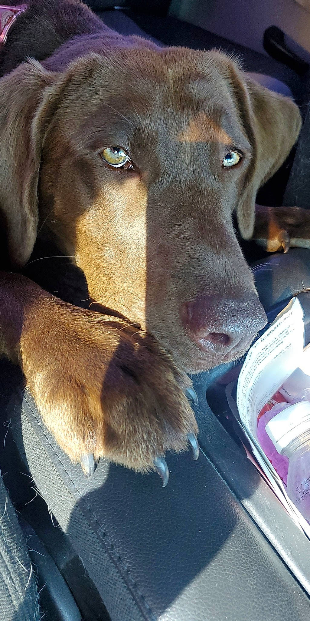 Bonnie joined the competition — help win amazing prizes! canidae, carnivore, collar, companion_dog, dog, dog_breed, dog_collar, electric_blue, fawn, fur, gun_dog, hat, liver, natural_material, pet_supply, photography, snout, sporting_group, whiskers, working_animal