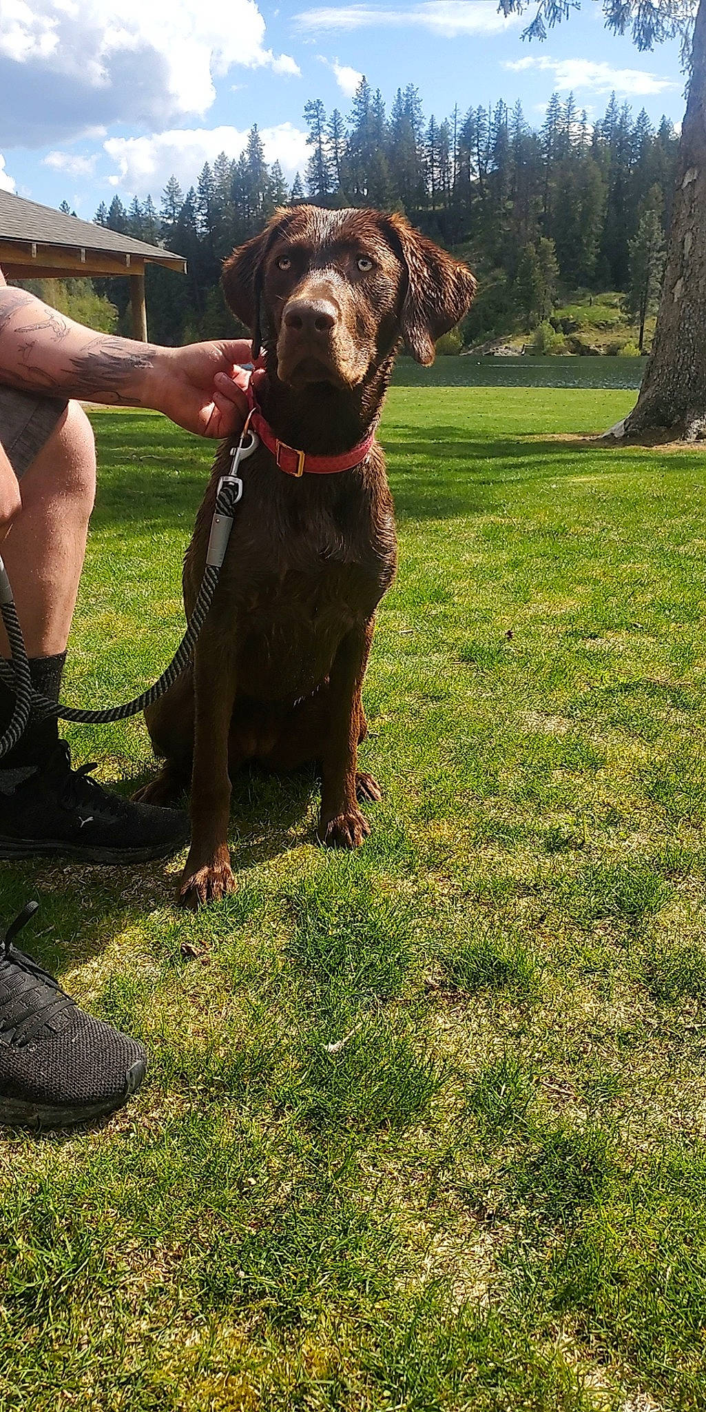 Bonnie joined the competition — help win amazing prizes! canidae, carnivore, collar, companion_dog, dog, dog_breed, dog_collar, gesture, grass, grassland, guard_dog, lawn, leash, liver, personal_protective_equipment, plant, sky, sporting_group, tree, working_animal