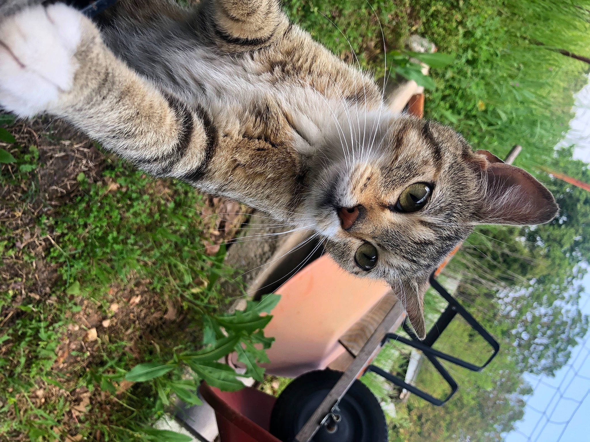 Emmy is registered to the contest to win money with this photo: bobcat, carnivore, cat, domestic_short_haired_cat, fawn, felidae, fur, grass, groundcover, lawn, organism, plant, small_to_medium_sized_cats, snout, spring, tail, terrestrial_animal, tree, water, whiskers