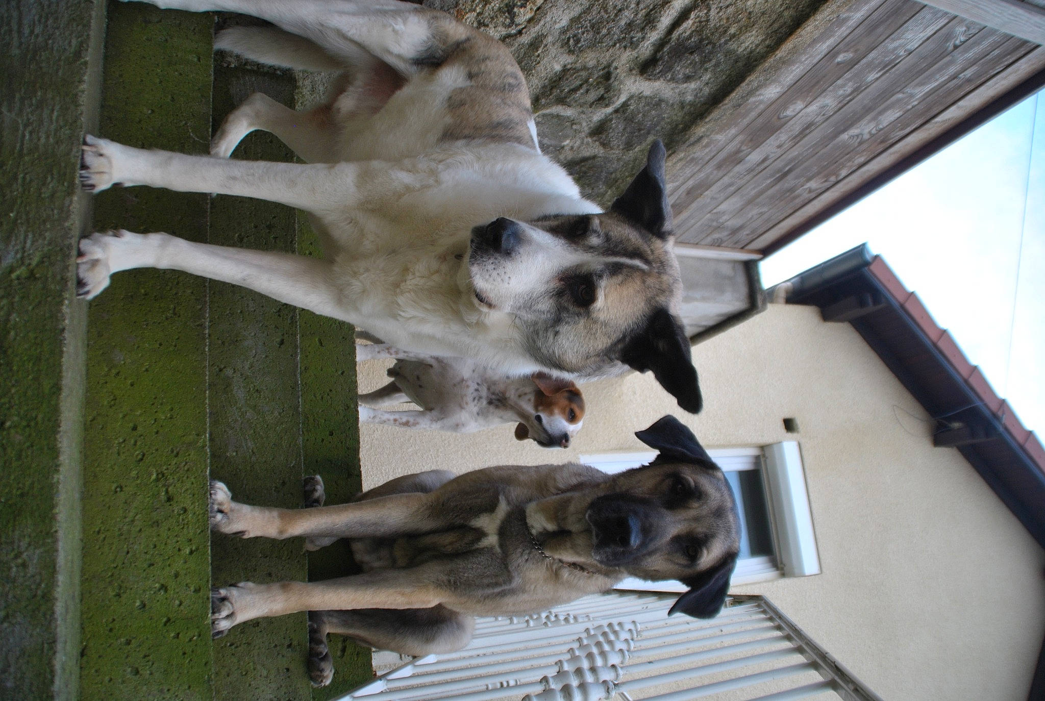 Isis participe au concours pour gagner de l'argent avec cette photo : building, canidae, carnivore, companion_dog, composite_material, dog, dog_breed, fawn, house, jaw, snout, sporting_group, tail, wood, working_animal