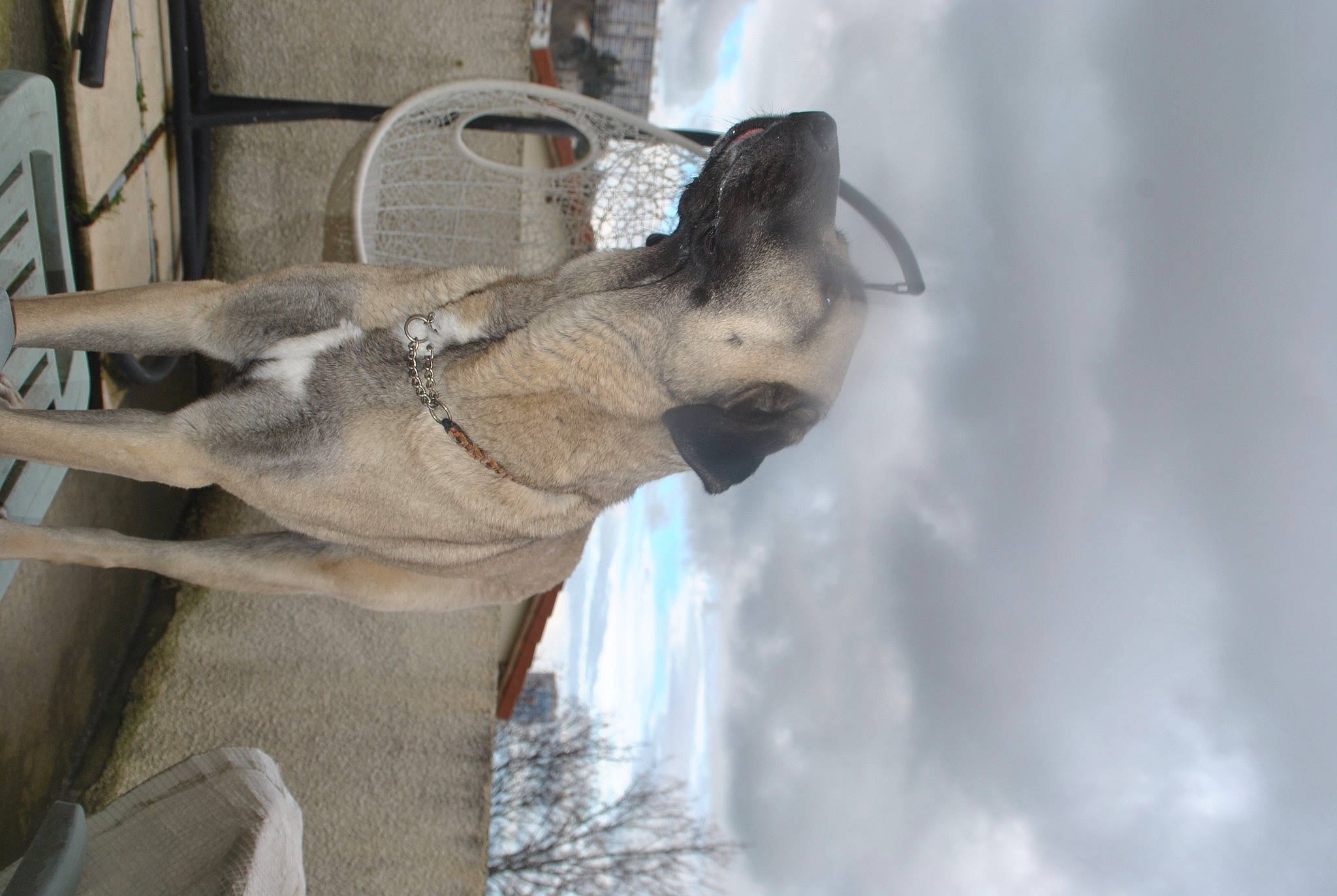 Isis participe au concours pour gagner de l'argent avec cette photo : cloud, dog_breed, event, fawn, fur, grey, pack_animal, sky, snout, tail, terrestrial_animal, tree, trunk, twig, wildlife, window, winter, wood, working_animal