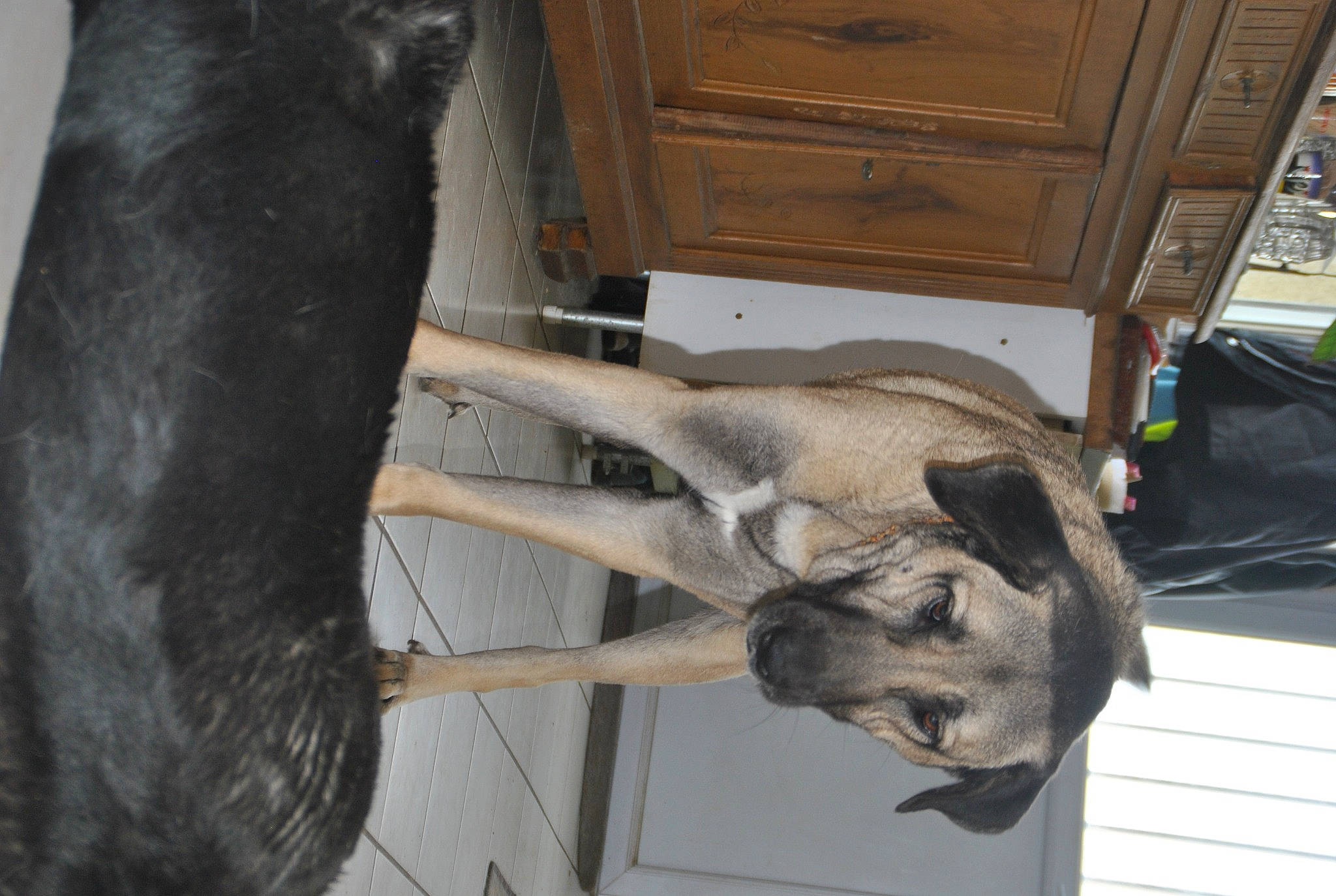 Isis participe au concours pour gagner de l'argent avec cette photo : bag, canidae, carnivore, dog, dog_breed, fawn, fur, hardwood, luggage_and_bags, pet_supply, snout, sporting_group, tail, terrestrial_animal, wildlife, wood, working_animal