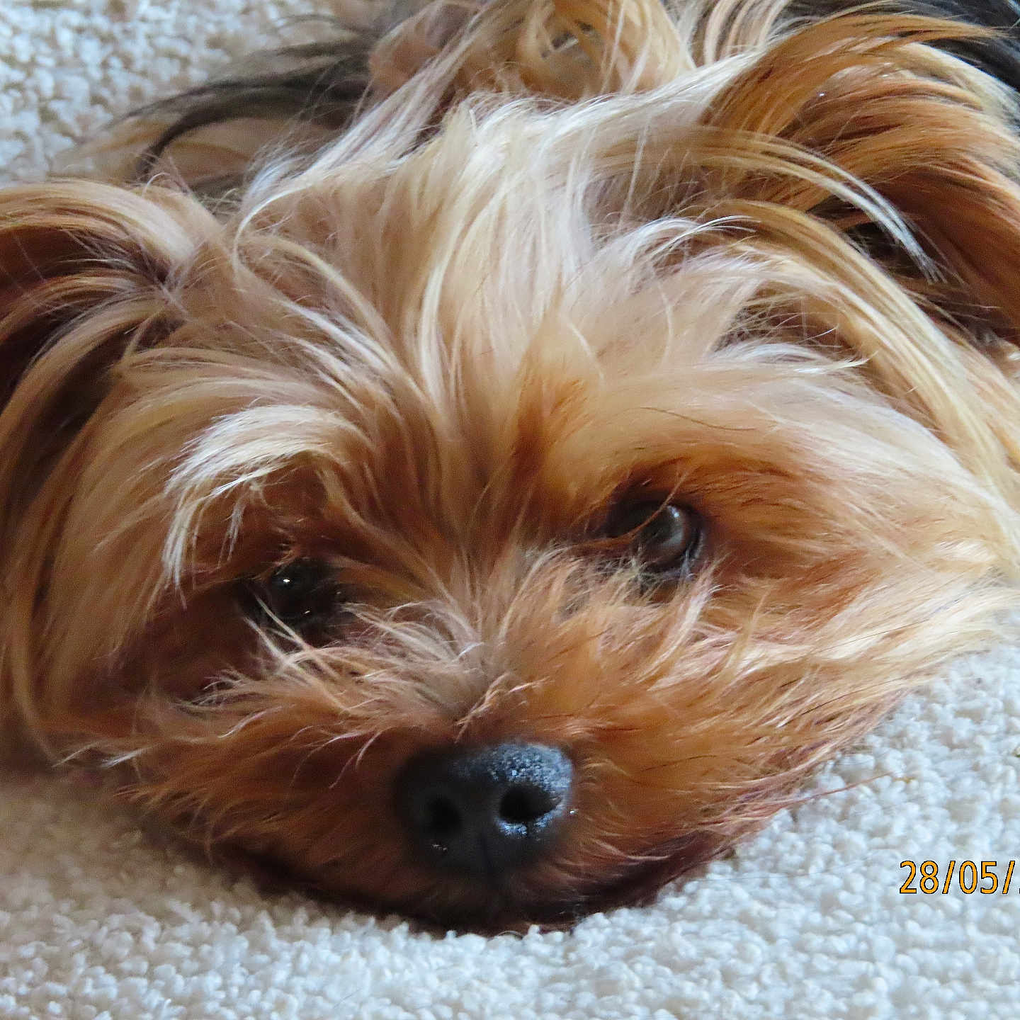 Opale participe au concours pour gagner de l'argent avec cette photo : animal, carpet, close_up, cute, date_stamp, dog, eyes, face, fluffy, fur, indoor, nose, pet, portrait, resting, sleepy, small_dog, texture, yellow_text, yorkshire_terrier