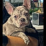 animal, arm, blanket, brindle, closeup, cute, dog, ears, eyes, face, fence, french_bulldog, night, outdoor, person, pet, portrait, puppy, table, watch