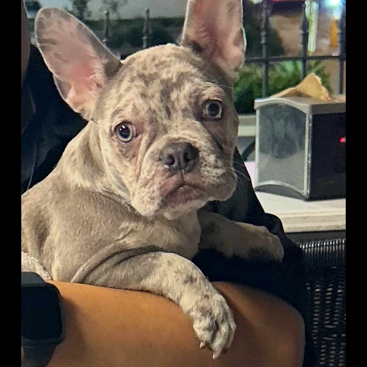 Kiala is registered to the contest to win money with this photo: animal, arm, blanket, brindle, closeup, cute, dog, ears, eyes, face, fence, french_bulldog, night, outdoor, person, pet, portrait, puppy, table, watch
