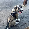 Rio participe au concours pour gagner de l'argent avec cette photo : black_harness, brown_fur, canine, closeup, dog, furry, happy, harness, leash, looking_back, outdoor, pavement, pet, playful, puppy, sitting, tongue_out, white_fur, wooden_post, young_dog