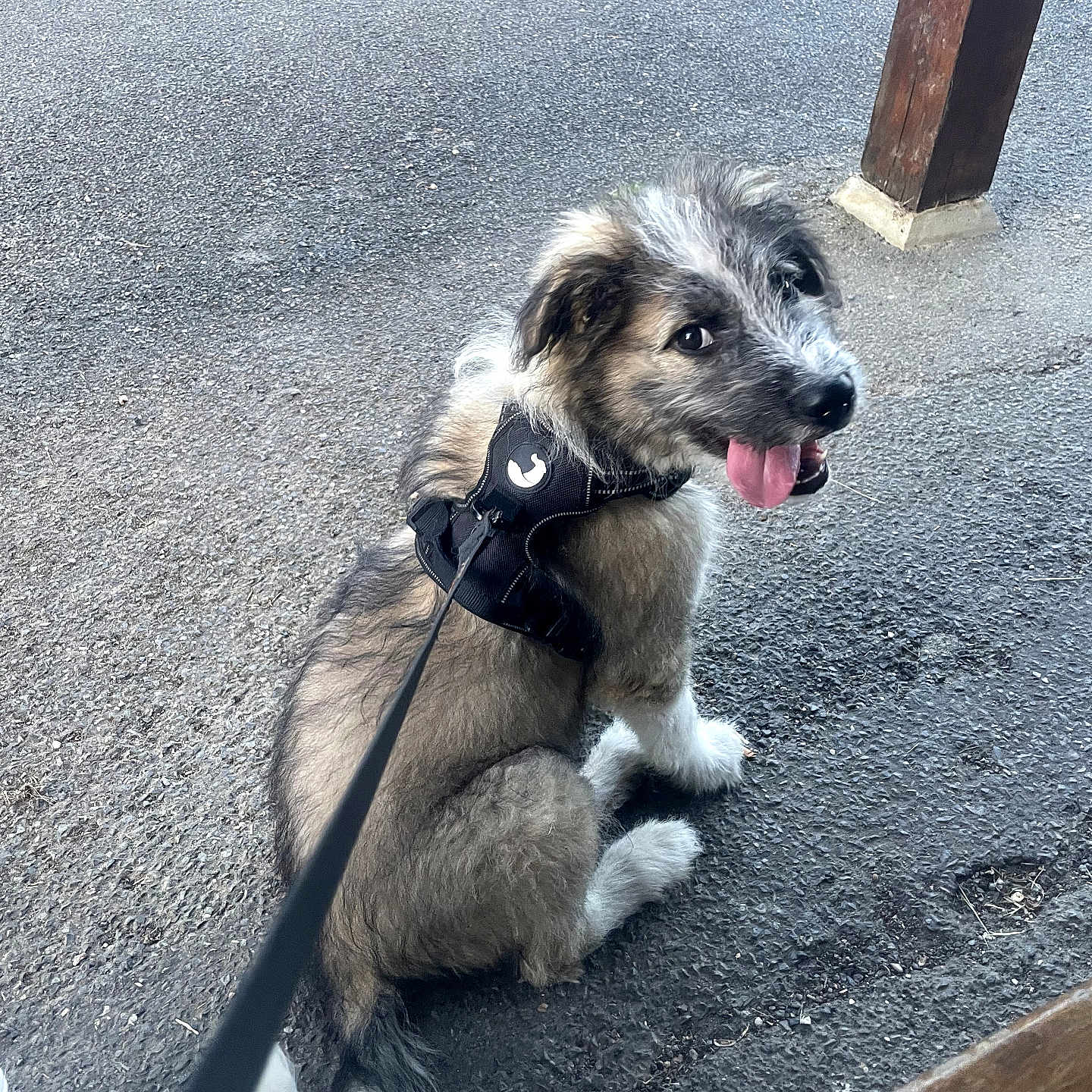 Rio participe au concours pour gagner de l'argent avec cette photo : black_harness, brown_fur, canine, closeup, dog, furry, happy, harness, leash, looking_back, outdoor, pavement, pet, playful, puppy, sitting, tongue_out, white_fur, wooden_post, young_dog