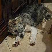 Rio participe au concours pour gagner de l'argent avec cette photo : dog, sleeping, floor, tile, indoors, wooden_cabinet, relaxing, pet, fur, paw, resting, home, animal, quiet, calm, cozy, companion, domestic, cute, canine