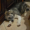 dog, sleeping, tile_floor, wooden_cabinet, indoors, pet, fur, relaxed, paw, collar, resting, animal, home, quiet, cozy, mammal, companion, calm, floor, domestic