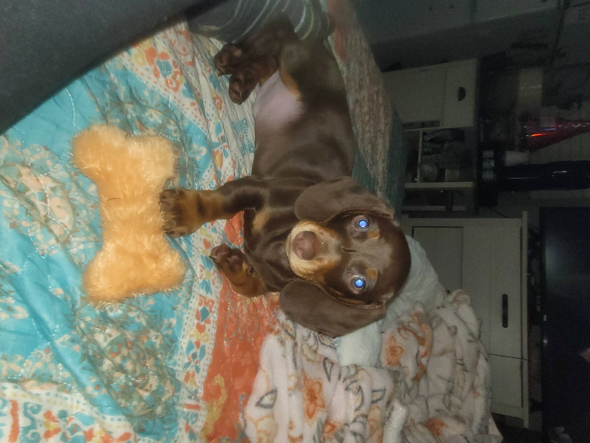 Deuce joined the competition — help win amazing prizes! art, bat, canidae, carnivore, companion_dog, dog, dog_breed, door_handle, fawn, felidae, fur, guard_dog, liver, sculpture, snout, sporting_group, toy_dog, whiskers, wood, working_animal