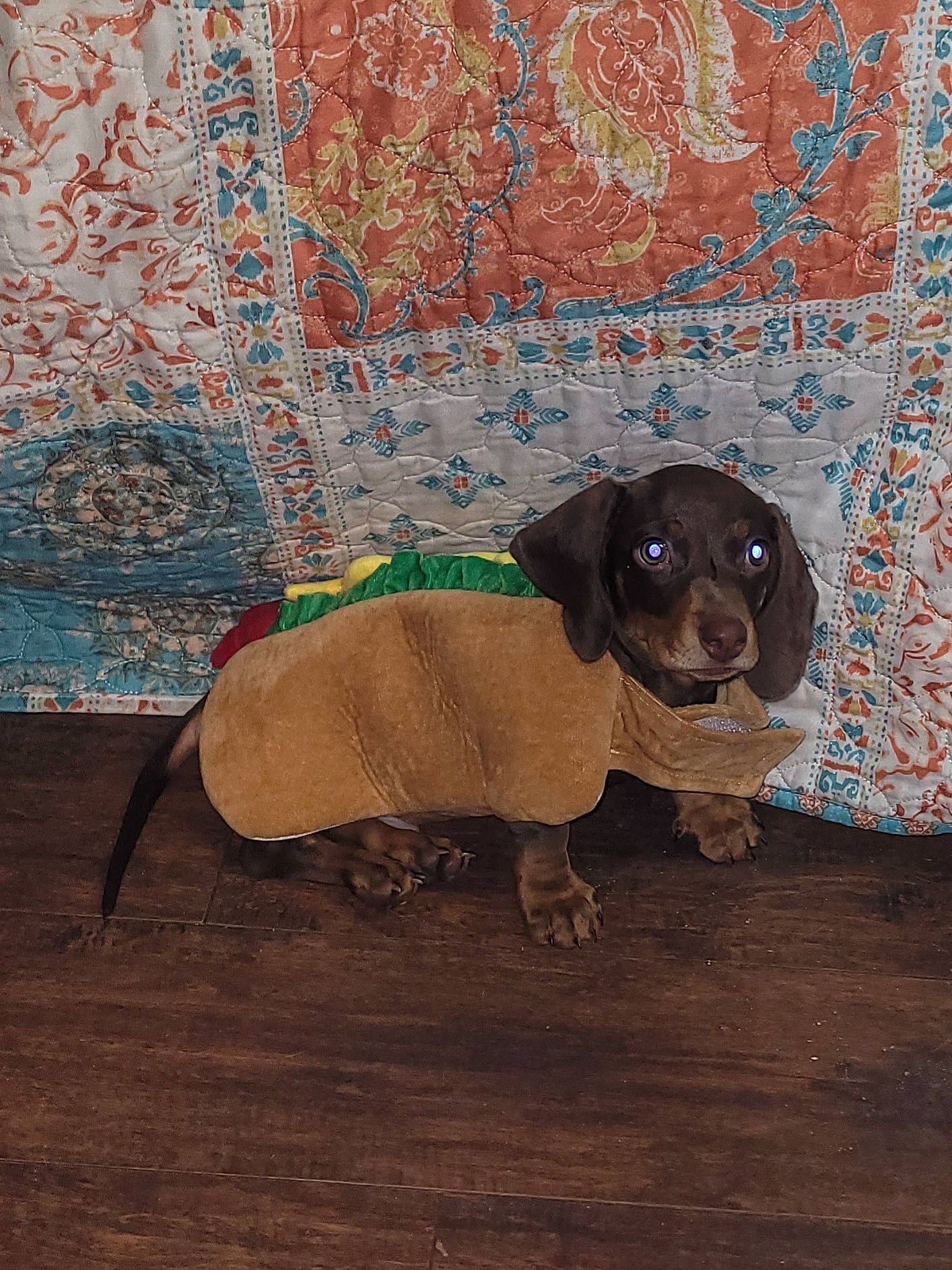 Deuce joined the competition — help win amazing prizes! art, carnivore, circle, companion_dog, creative_arts, dog, dog_breed, fawn, floor, flooring, painting, pattern, rectangle, sporting_group, tail, terrestrial_animal, toy_dog, visual_arts, wood, working_animal