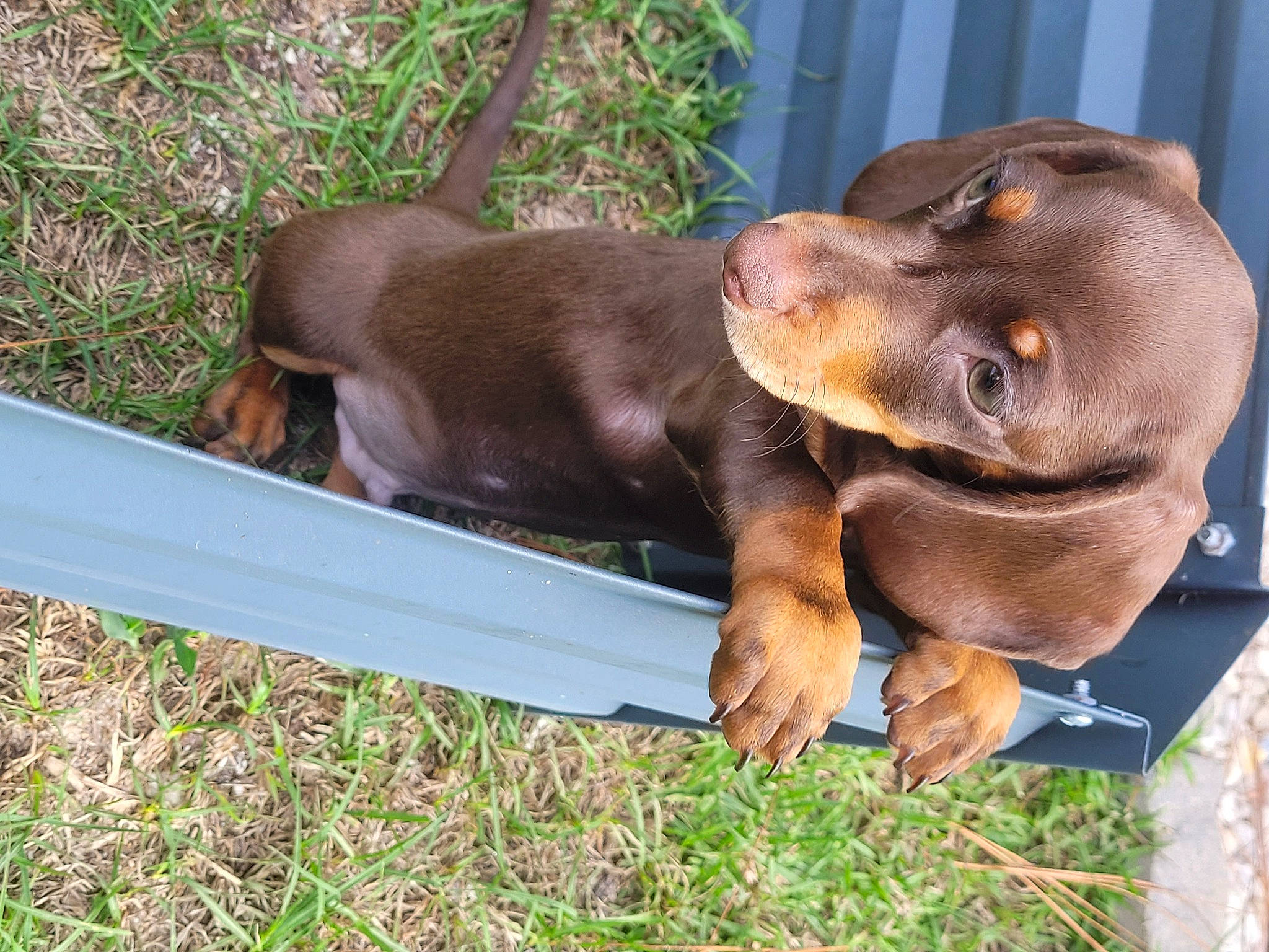 Deuce is registered to the contest to win money with this photo: biting, brown, canidae, carnivore, comfort, companion_dog, dog, dog_breed, ear, fawn, hound, hunting_dog, liver, pet_supply, plant, snout, sporting_group, terrestrial_animal, working_animal