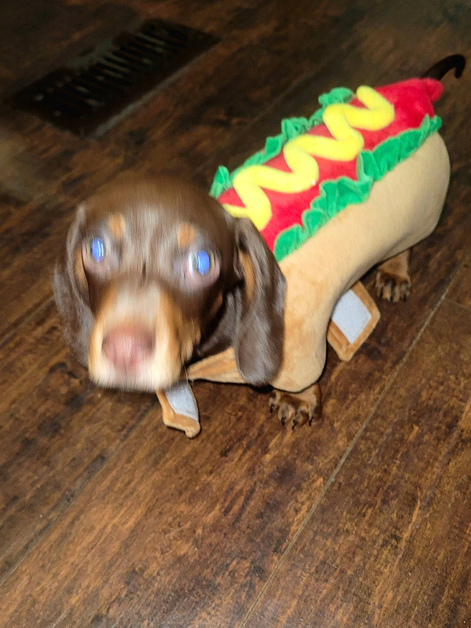 Deuce joined the competition — help win amazing prizes! amphibian, fashion_accessory, fawn, flooring, fur, hardwood, personal_protective_equipment, reptile, snout, terrestrial_animal, toy, wood, working_animal