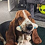 Ollie joined the competition — help win amazing prizes! basset_hound, dog, pet, indoor, carpet, toy, bone, ears, brown, white, black, face, close_up, floor, furniture, door, cat_tree, soccer_ball, animal, cute