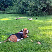 Ollie is registered to the contest to win money with this photo: dog, basset_hound, grass, park, trees, ducks, leash, harness, outdoor, nature, animal, resting, greenery, sunlight, canine, summer, peaceful, wildlife, pet, mammal