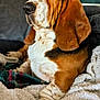basset_hound, dog, pet, canine, animal, ears, droopy_eyes, fur, brown, white, black, blanket, soft, cozy, indoor, resting, portrait, closeup, paw, comfortable