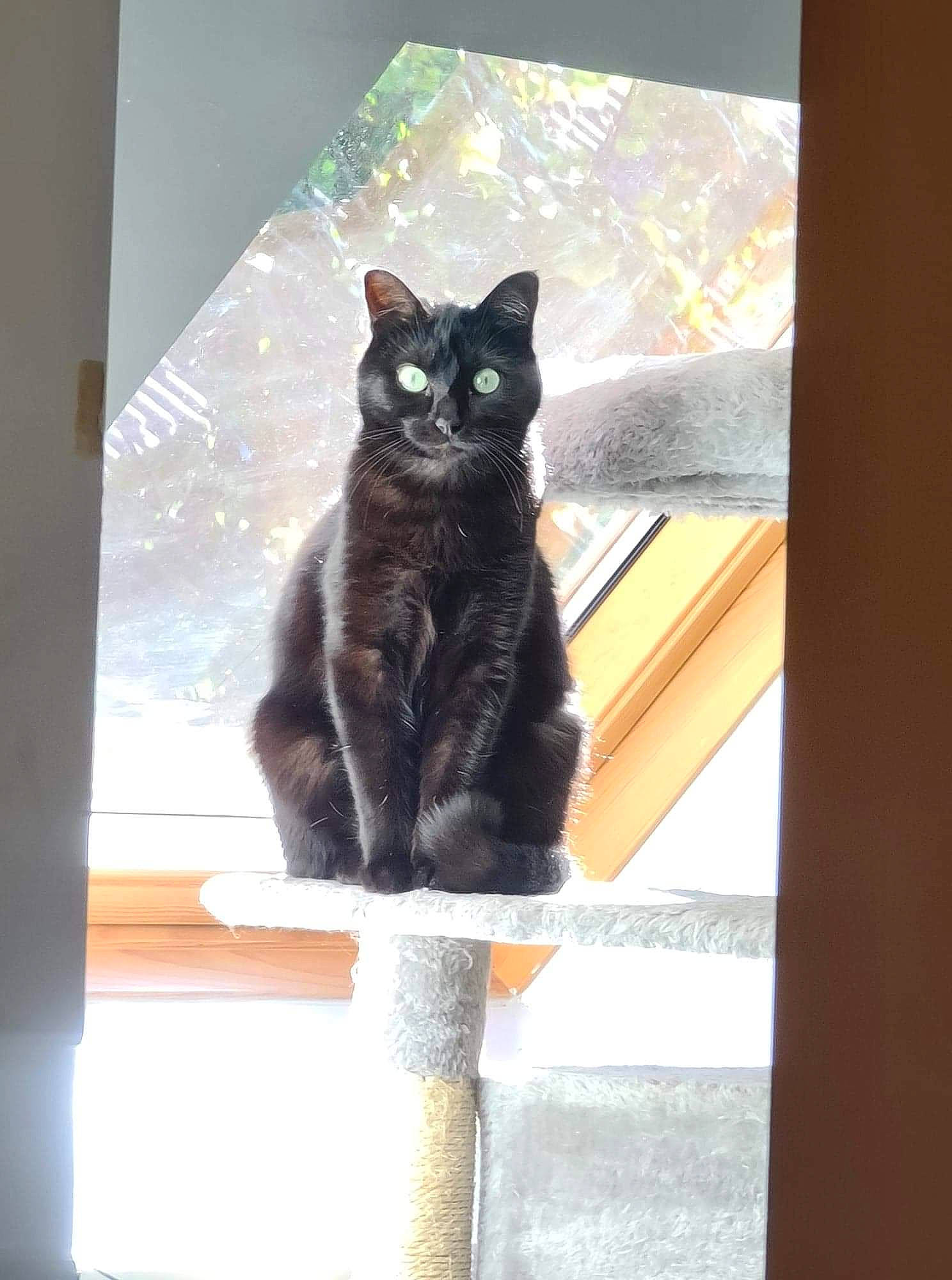 Pixel participe au concours pour gagner de l'argent avec cette photo : black_cat, bombay, carnivore, cat, domestic_short_haired_cat, felidae, fur, grey, plant, room, sitting, small_to_medium_sized_cats, snout, stairs, tail, tints_and_shades, tree, whiskers, window, wood