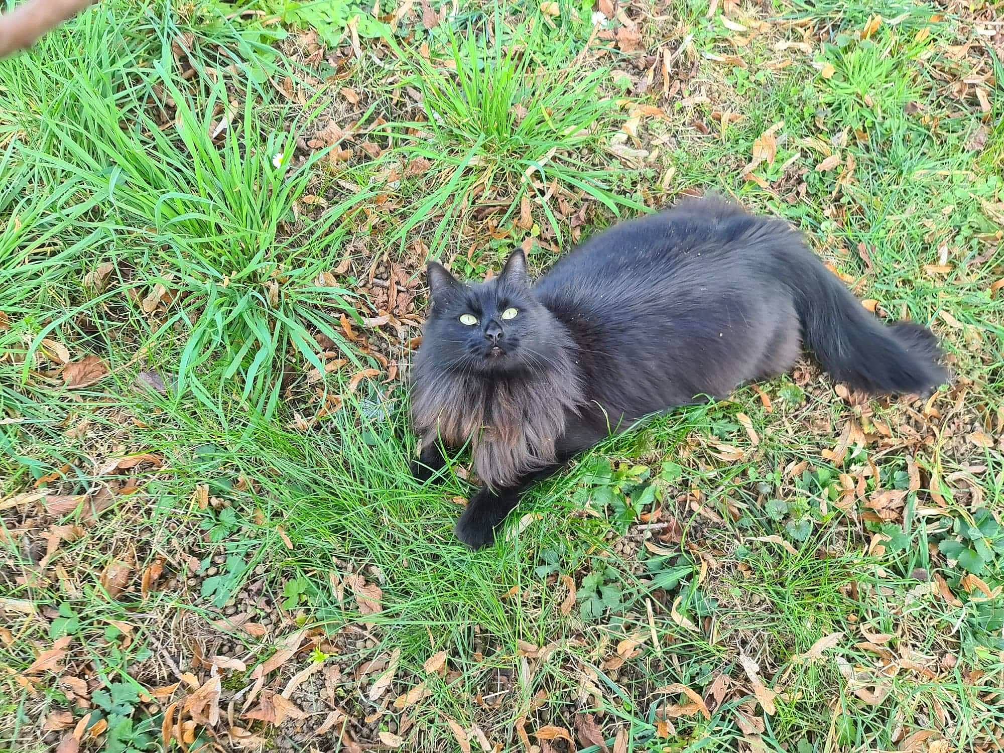 Pandora a rejoint le concours — aidez-le/la à gagner de superbes lots ! birman, black_cat, canidae, carnivore, cat, dog_breed, felidae, fur, grass, groundcover, plant, small_to_medium_sized_cats, snout, sporting_group, tail, terrestrial_animal, whiskers, wildlife