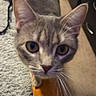 Ziggy is registered to the contest to win money with this photo: animal, bed, carpet, cat, close_up, curious, domestic_cat, dresser, ears, eyes, feline, floor, furniture, gray_cat, indoor, looking_up, pet, tabby, whiskers, wooden_bed_frame
