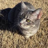 Ziggy is registered to the contest to win money with this photo: animal, cat, closeup, daylight, ears, fence, fur, grass, gray_tabby, green_eyes, looking, mammal, nature, outdoor, peaceful, pet, relaxed, sunlight, whiskers, wildlife