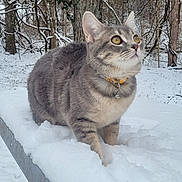 Ziggy is registered to the contest to win money with this photo: cat, gray_tabby, snow, bench, outdoor, winter, forest, trees, animal, pet, curious, yellow_eyes, collar, nature, cold, daylight, looking_up, wildlife, fur, whiskers