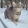 cat, gray_tabby, snow, bench, outdoor, winter, forest, trees, animal, pet, curious, yellow_eyes, collar, nature, cold, daylight, looking_up, wildlife, fur, whiskers