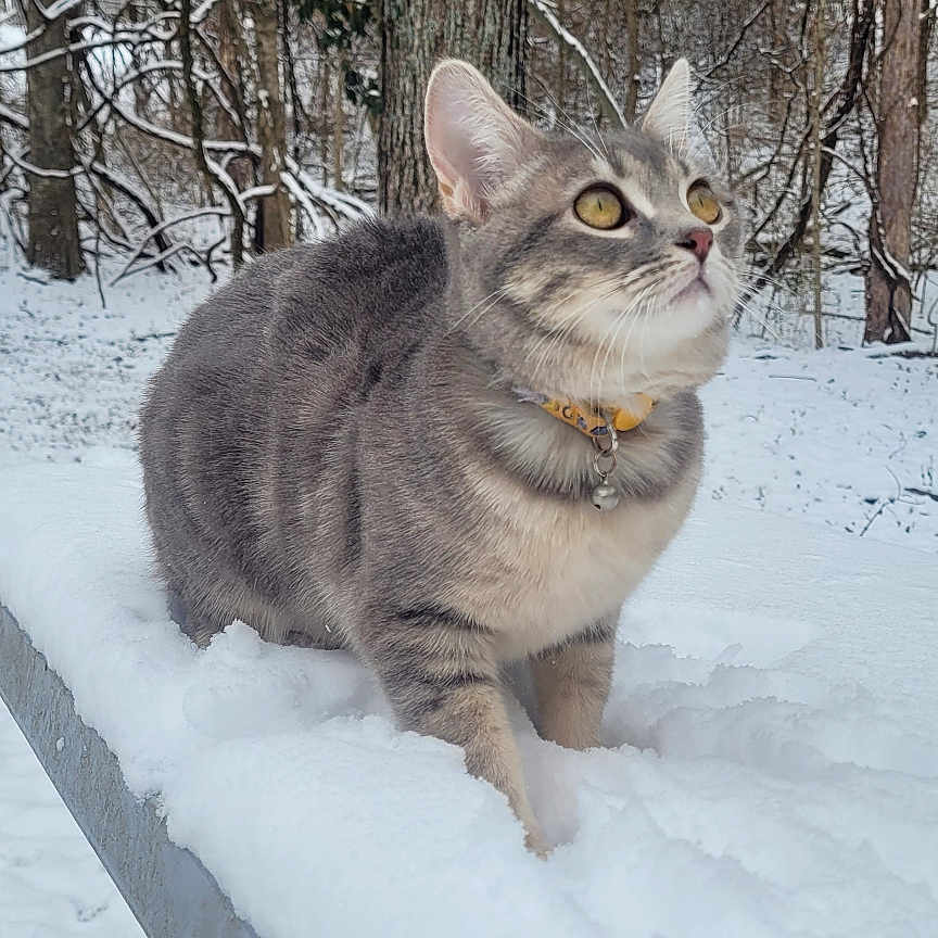 Ziggy is registered to the contest to win money with this photo: cat, gray_tabby, snow, bench, outdoor, winter, forest, trees, animal, pet, curious, yellow_eyes, collar, nature, cold, daylight, looking_up, wildlife, fur, whiskers