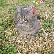 Ziggy is registered to the contest to win money with this photo: alert, animal, background, cat, closeup, dog, dry_grass, field, grass, gray_cat, greenery, nature, outdoor, pet, plant, resting, rural, shed, tabby, yellow_eyes