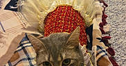 Ziggy joined the competition — help win amazing prizes! animal, blanket, cat, costume, cozy, curious, cute, dress, ears, feline, gray_cat, home, indoor, looking_up, patterned_blanket, pet, resting, soft_texture, tutu, whiskers