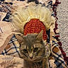 animal, blanket, cat, costume, cozy, curious, cute, dress, ears, feline, gray_cat, home, indoor, looking_up, patterned_blanket, pet, resting, soft_texture, tutu, whiskers