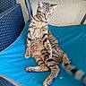 animal, blue_chair, cat, curious, cute, domestic_animal, feline, fur, furniture, outdoor, paw, pet, relaxed, resting, sitting, striped, tabby, tail, texture, wall