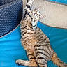 Poupoune participe au concours pour gagner de l'argent avec cette photo : animal, blue_chair, cat, claws, curious, domestic_cat, ears, fur, furniture, outdoor, pattern, paw, pet, playful, relaxed, resting, stretching, tabby_cat, texture, whiskers