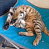 animal, blue_chair, cat, chair, cozy, curious, cute, feline, fur, green_eyes, outdoor, pattern, paw, pet, playful, relaxing, resting, tabby_cat, texture, whiskers