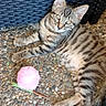 animal, cat, curious, cute, domestic_cat, feline, indoor, kitten, looking_at_camera, pebble_floor, pet, pink_toy, playful, relaxed, small_animal, striped_fur, tabby_kitten, toy, wicker_chair, young_cat